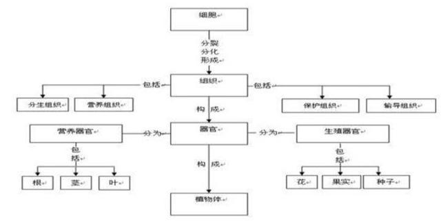 12张知识结构图，帮你扫清初中生物全部知识点，好简单！