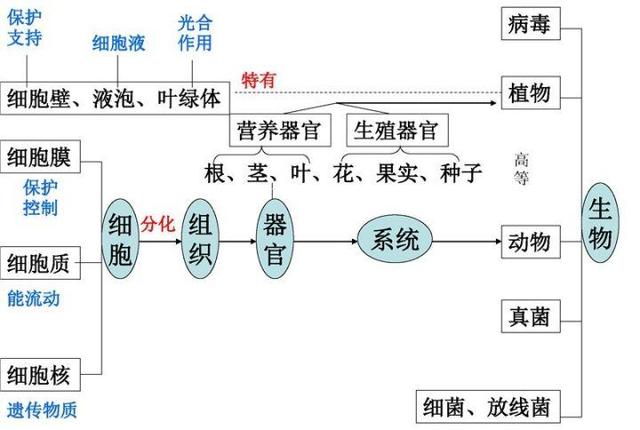 12张知识结构图，帮你扫清初中生物全部知识点，好简单！