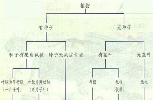 12张知识结构图，帮你扫清初中生物全部知识点，好简单！