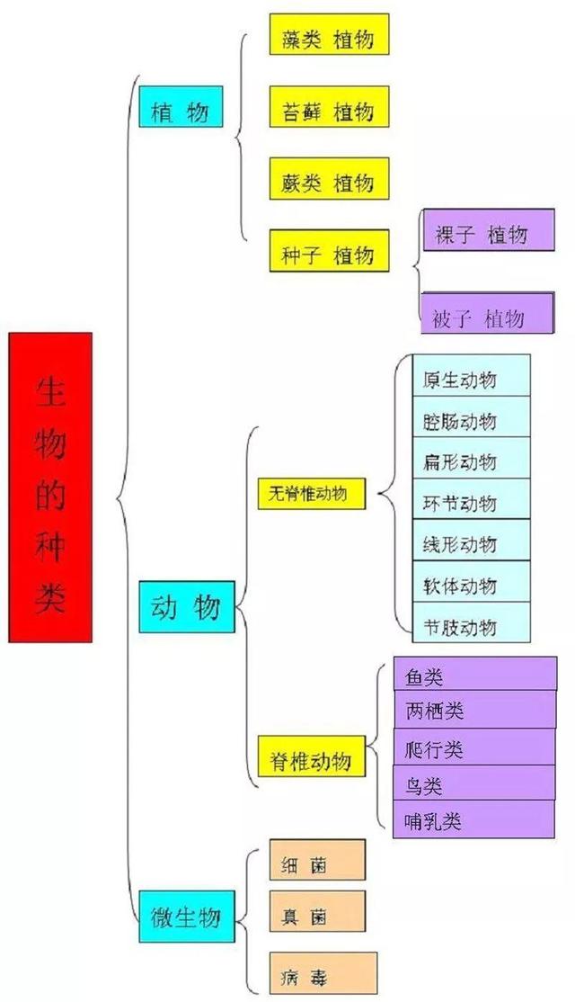 12张知识结构图，帮你扫清初中生物全部知识点，好简单！