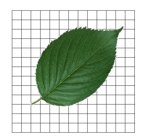 人教版五上数学期末考试“押宝”题，操作部分