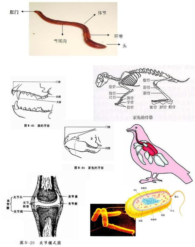 八年级生物复习攻略