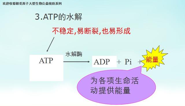 高一生物呼吸与光合衔接课：能量通货ATP最全考点