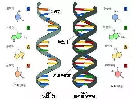 高中生物必考实验全汇总，内附答题思路解析