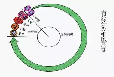 「高中生物必考点」细胞增殖相关知识汇总