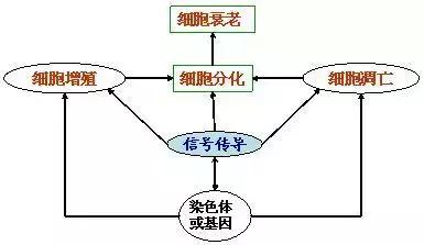 「高中生物必考点」细胞增殖相关知识汇总