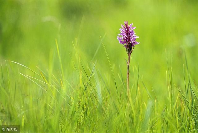 春天来了，草儿绿了，描写“小草”的好词好句好段，收藏起来