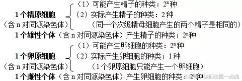 高考生物：17条重要知识帮你吃透减数分裂