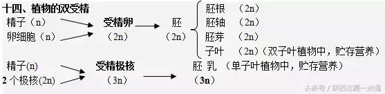 高考生物：17条重要知识帮你吃透减数分裂