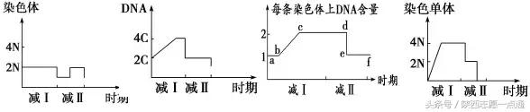 高考生物：17条重要知识帮你吃透减数分裂