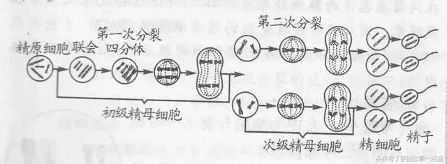 高考生物：17条重要知识帮你吃透减数分裂