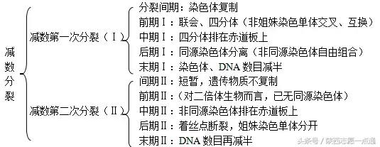 高考生物：17条重要知识帮你吃透减数分裂