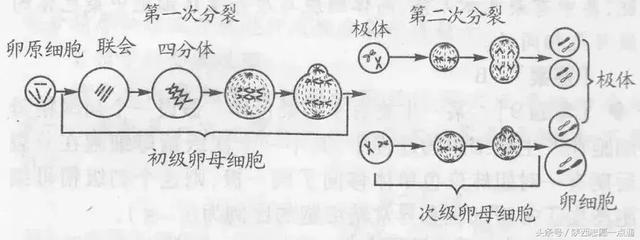 高考生物：17条重要知识帮你吃透减数分裂