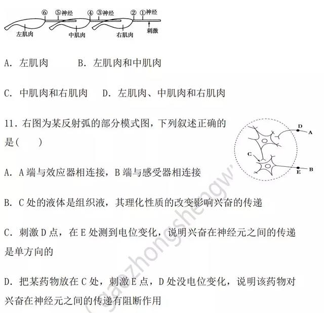 生物神经调节基础知识汇总（附练习题）