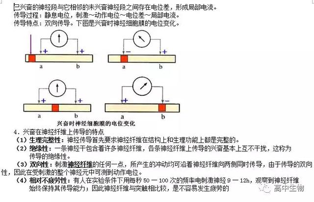 生物神经调节基础知识汇总（附练习题）