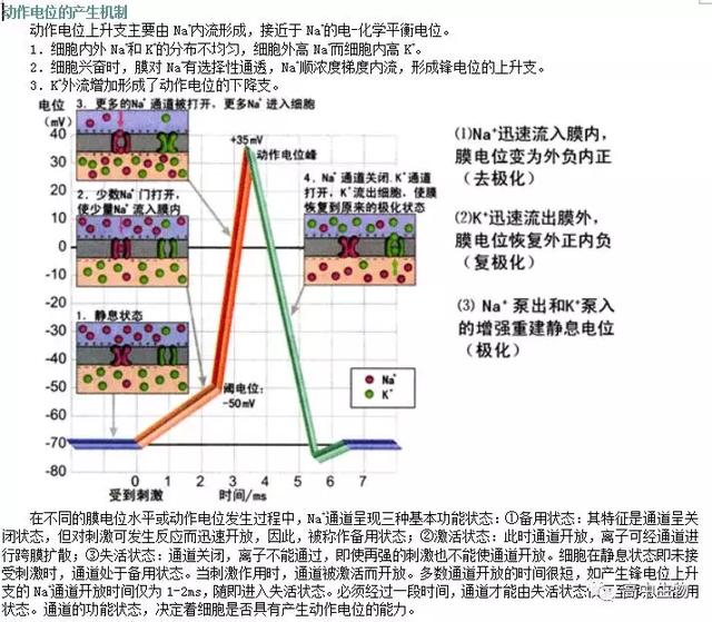 生物神经调节基础知识汇总（附练习题）