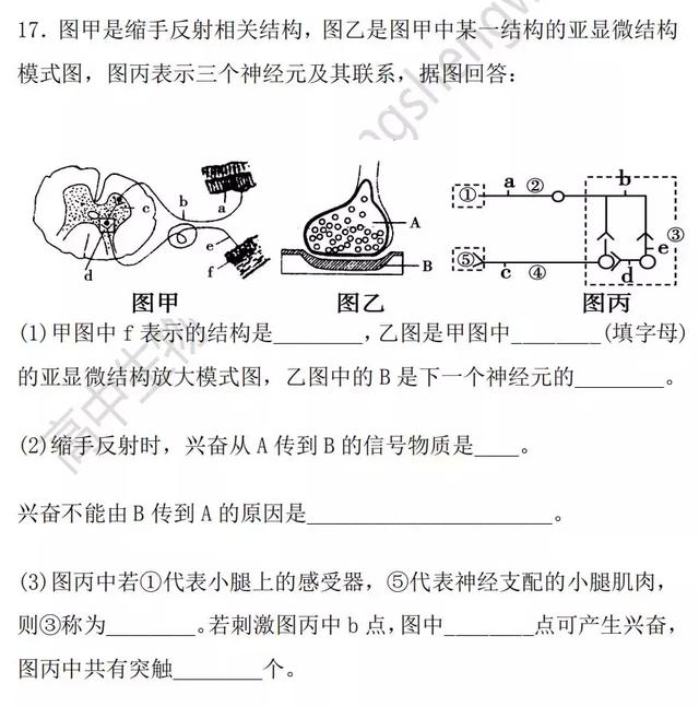 生物神经调节基础知识汇总（附练习题）