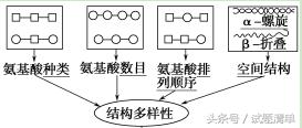 「高考生物」专题复习：蛋白质