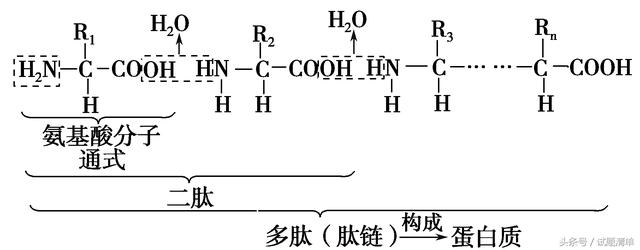 「高考生物」专题复习：蛋白质