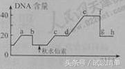 「高考生物」细胞的增殖专题讲座