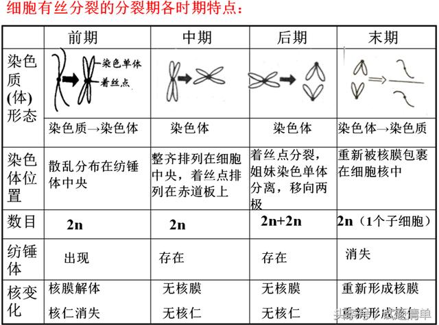 「高考生物」细胞的增殖专题讲座