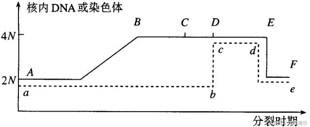 「高考生物」细胞的增殖专题讲座