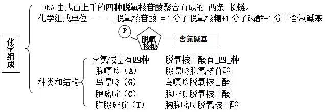 高中生物必修二DNA结构、复制和表达知识梳理