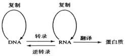 高中生物必修二DNA结构、复制和表达知识梳理