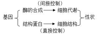 高中生物必修二DNA结构、复制和表达知识梳理