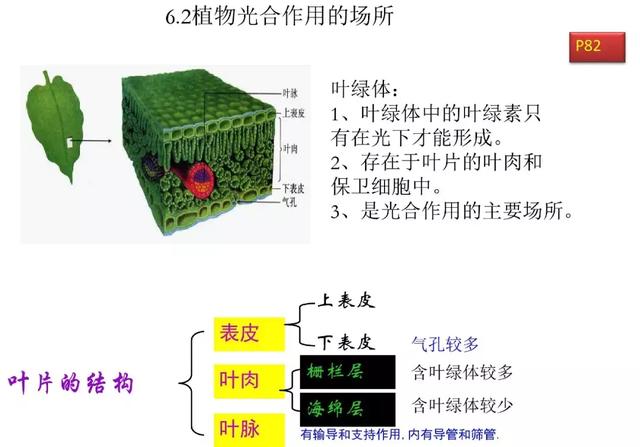 初中生物预习题纲，暑期打印出来看，新学期生物必定考100分！