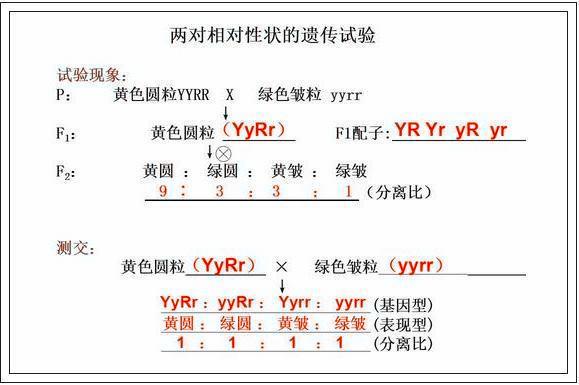 清华附中老师：最全高中生物高频考点大集合，“嚼碎”就能满分！