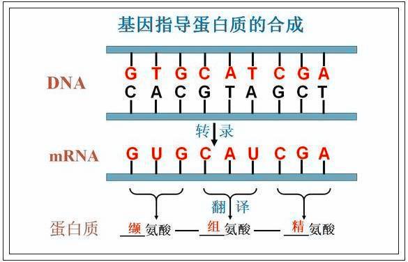 清华附中老师：最全高中生物高频考点大集合，“嚼碎”就能满分！