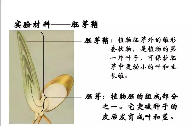 高二暑期预习，高中生物必修三课件