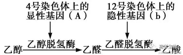 干货｜高中生物基因判断及所占比例计算题并不难解！