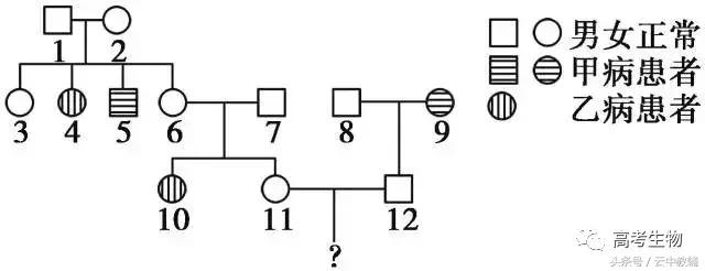 干货｜高中生物基因判断及所占比例计算题并不难解！