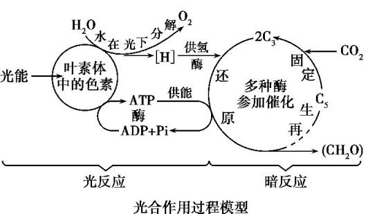 2019高中生物复习冲刺，热点题型突破！