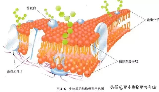 高中生物·细胞膜的结构和功能
