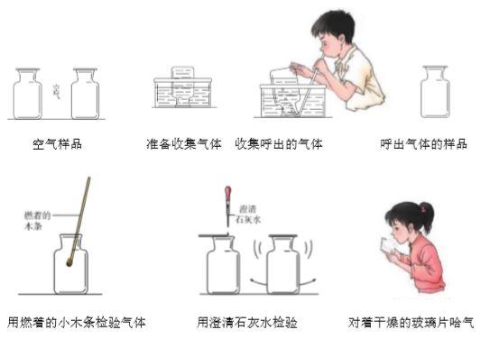 初三化学预习笔记7：对人体吸入的空气和呼出的气体的探究