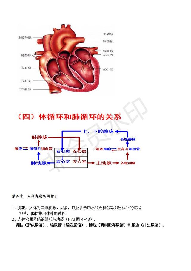 人教版七年级生物复习提纲