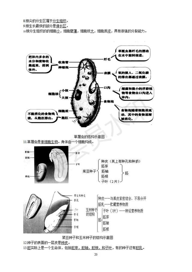 初中生物知识点总复习资料