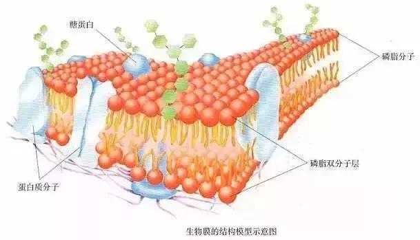 高考生物基础图例及对应考点汇总，必须收藏！