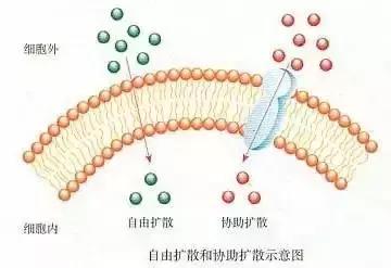 高考生物基础图例及对应考点汇总，必须收藏！