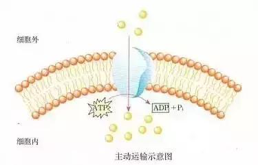 高考生物基础图例及对应考点汇总，必须收藏！