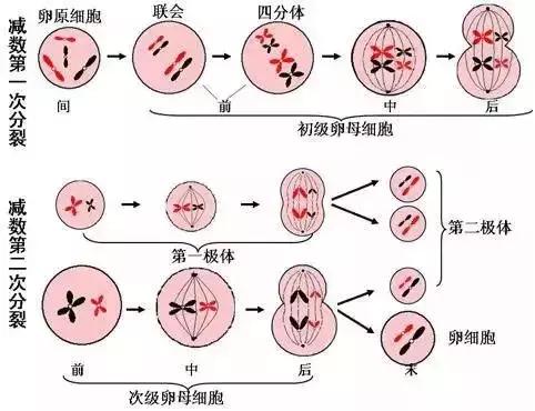 高考生物基础图例及对应考点汇总，必须收藏！