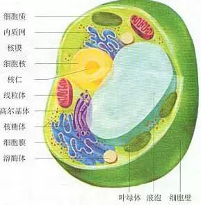 高考生物基础图例及对应考点汇总，必须收藏！