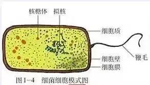 高考生物基础图例及对应考点汇总，必须收藏！