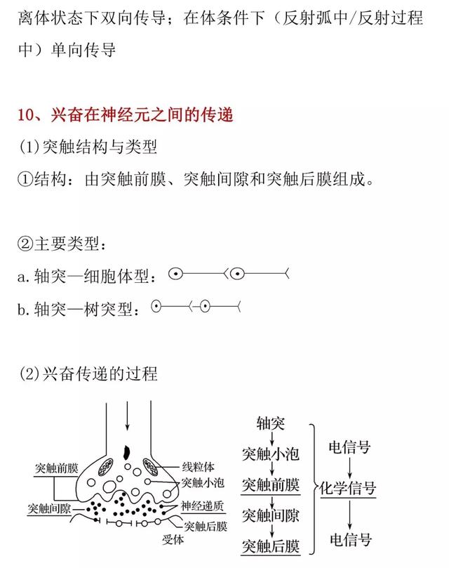 【高考生物】兴奋的产生和传递的知识详解