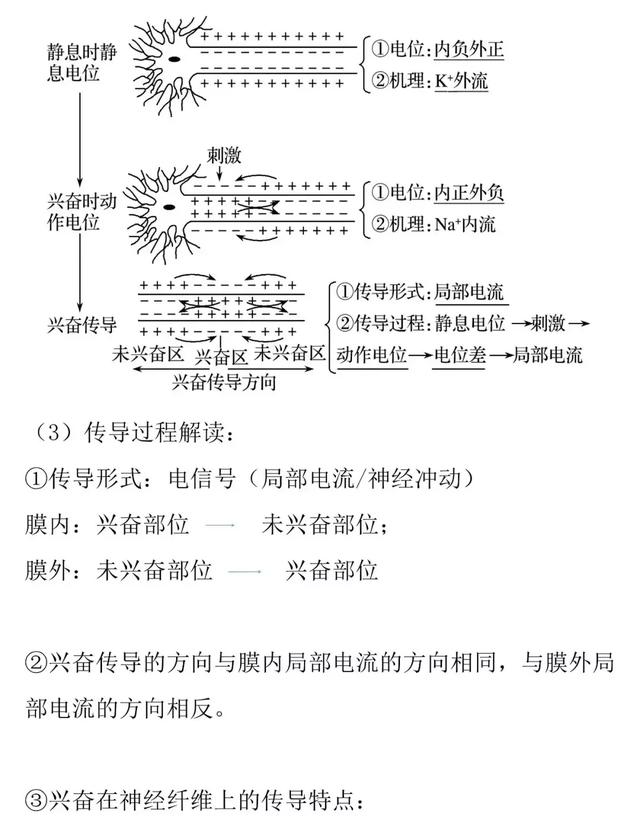 【高考生物】兴奋的产生和传递的知识详解