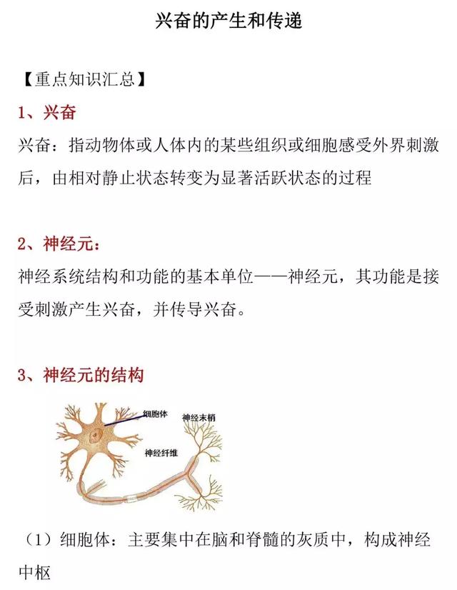 【高考生物】兴奋的产生和传递的知识详解