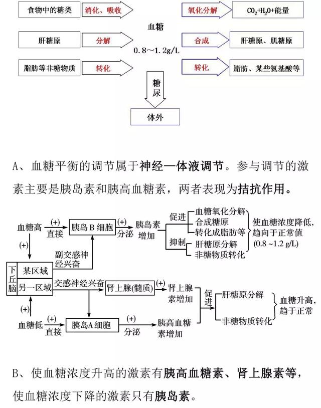 【高考生物】人和动物的激素调节的知识详解